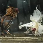 Giới Thiệu Về Đá Gà Trực Tiếp C1