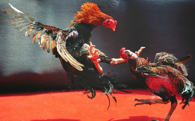 Đá Gà Trực Tiếp C1 – Sự Hấp Dẫn Không Thể Bỏ Lỡ Tại Jun88 Ưu điểm khi lựa chọn tham gia đá gà trực tiếp C1